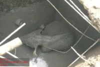 Petugas BKSDA Riau mengevakuasi anak gajah Sumatera yang terjebak septic tank di area mess PT Arara Abadi, Kecamatan Minas, Kabupaten Siak, Minggu (22/2/2026). (Posnews/Ist)