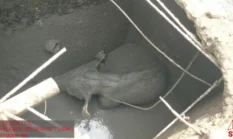 11 Gajah Sumatera Amuk Mess PT Arara Abadi Siak, Anak Gajah Terperosok Septic Tank