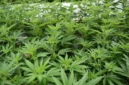 Ilustrasi, Investasi Rp150 Juta, AW Kelola Kebun Ganja di Lantai 4 Rumah. (Posnews/pixabay)
