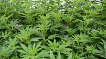 Ilustrasi, Investasi Rp150 Juta, AW Kelola Kebun Ganja di Lantai 4 Rumah. (Posnews/pixabay)
