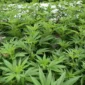 Ilustrasi, Investasi Rp150 Juta, AW Kelola Kebun Ganja di Lantai 4 Rumah. (Posnews/pixabay)
