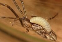 Ilustrasi, Bukan sekadar hama. Eksperimen berani John Turton mengungkap potensi tersembunyi cacing parasit dalam meredam alergi kronis melalui manipulasi sistem imun manusia. Dok: Istimewa.