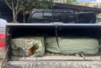 Petugas BNN menunjukkan barang bukti 200 kilogram ganja jaringan Aceh–Medan yang disita saat penangkapan tiga tersangka di Kabupaten Langkat, Sumatera Utara. (Posnews/BNN)