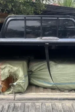 Operasi BNN di Sumut: 200 Kg Ganja Aceh Diamankan, 3 Tersangka Ditangkap