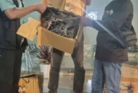 Petugas BKSDA Maluku mengamankan 35 tanaman Sanigi tanpa dokumen resmi di Pelabuhan Slamet Riyadi Ambon. (Posnews/Ist)
