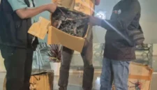 Petugas BKSDA Maluku mengamankan 35 tanaman Sanigi tanpa dokumen resmi di Pelabuhan Slamet Riyadi Ambon. (Posnews/Ist)