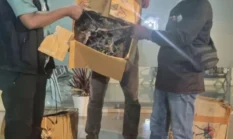 BKSDA Maluku Sita 35 Tanaman Sanigi Ilegal di Pelabuhan Slamet Riyadi Ambon