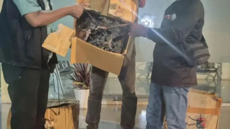 Petugas BKSDA Maluku mengamankan 35 tanaman Sanigi tanpa dokumen resmi di Pelabuhan Slamet Riyadi Ambon. (Posnews/Ist)