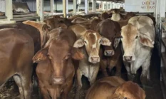 Cegah Inflasi Pangan, Pemprov DKI Jakarta Impor 7.500 Sapi Hidup