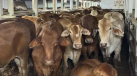 Ilustrasi, ribuan sapi impor asal Australia tiba di Pelabuhan Tanjung Priok untuk menjaga stabilitas harga daging Jakarta jelang Ramadan 2026. (Posnews/Ist)