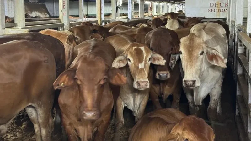 Ilustrasi, ribuan sapi impor asal Australia tiba di Pelabuhan Tanjung Priok untuk menjaga stabilitas harga daging Jakarta jelang Ramadan 2026. (Posnews/Ist)