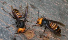 Masinis di Cilacap Tewas Diserang Tawon Vespa Saat Bersihkan Toren, Sempat Kritis 5 Jam