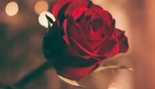 Ilustrasi, Memori melampaui materi. Di tahun 2026, pasangan lebih memilih menciptakan kenangan melalui kelas memasak atau perjalanan singkat dibandingkan sekadar bertukar perhiasan mahal. Dok; Istimewa.