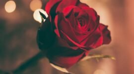 Ilustrasi, Memori melampaui materi. Di tahun 2026, pasangan lebih memilih menciptakan kenangan melalui kelas memasak atau perjalanan singkat dibandingkan sekadar bertukar perhiasan mahal. Dok; Istimewa.