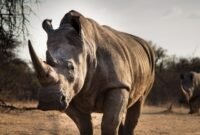 Ilustrasi, Prahara di habitat liar. Meskipun angka perburuan badak secara nasional di Afrika Selatan menurun, Taman Nasional Kruger justru mencatat lonjakan pembantaian yang mengkhawatirkan akibat keterlibatan oknum internal. Dok: Istimewa.