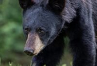 Ilustrasi, Dari penjara besi menuju kebebasan. Kisah Jasper dan ribuan beruang madu lainnya mengungkap sisi gelap perdagangan empedu beruang di Asia serta upaya rehabilitasi yang menginspirasi dunia. Dok: Istimewa.