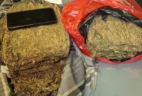 Petugas Ditresnarkoba Polda Metro Jaya menunjukkan barang bukti ganja seberat 4,3 kilogram yang disita dari seorang pengedar di Depok. (Posnews/Ist)