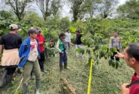 Petugas kepolisian melakukan olah TKP di kebun kopi lokasi penemuan jasad pemuda di Lampung Barat. (red)