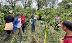 Pemuda Tewas Leher Nyaris Putus di Kebun Kopi Lampung Barat, Pelaku Diciduk di Sumsel