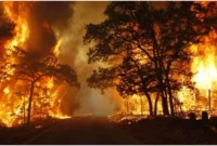 Ilustrasi, kebakaran hutan. (Posnews/BPBD)