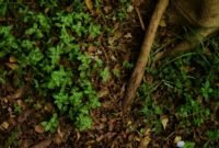 Ilustrasi, Keajaiban botani. Bromus interruptus, rumput unik yang sempat dinyatakan punah pada tahun 1972, kini bersiap kembali ke alam liar setelah berhasil bertahan hidup di dalam pot bunga selama puluhan tahun. Dok: Istimewa.