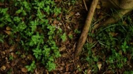 Ilustrasi, Keajaiban botani. Bromus interruptus, rumput unik yang sempat dinyatakan punah pada tahun 1972, kini bersiap kembali ke alam liar setelah berhasil bertahan hidup di dalam pot bunga selama puluhan tahun. Dok: Istimewa.