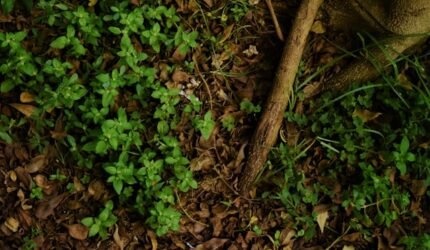 Antroposen dan Kematian Alam: Menggugat Posisi Manusia