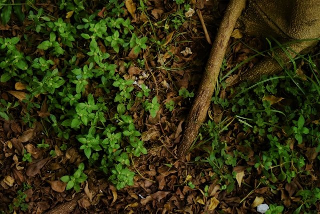 Ilustrasi, Keajaiban botani. Bromus interruptus, rumput unik yang sempat dinyatakan punah pada tahun 1972, kini bersiap kembali ke alam liar setelah berhasil bertahan hidup di dalam pot bunga selama puluhan tahun. Dok: Istimewa.