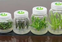 Harta karun hijau di bawah ancaman. Negara-negara berkembang kini memperketat kedaulatan biologis mereka guna mencegah eksploitasi sepihak atas sumber daya genetik oleh industri farmasi global. Dok: Istimewa.