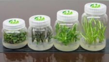 Harta karun hijau di bawah ancaman. Negara-negara berkembang kini memperketat kedaulatan biologis mereka guna mencegah eksploitasi sepihak atas sumber daya genetik oleh industri farmasi global. Dok: Istimewa.