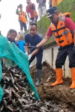 Kontroversi Pembasmian Ikan Sapu-Sapu, MUI Soroti Unsur Penyiksaan