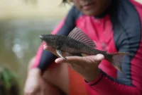 Kendalikan Ekosistem, DKI Gelar Operasi Penangkapan Ikan Sapu-Sapu. (Posnews/Ist)