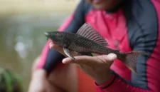 Kendalikan Ekosistem, DKI Gelar Operasi Penangkapan Ikan Sapu-Sapu. (Posnews/Ist)