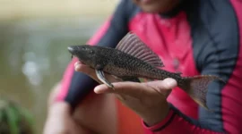 Kendalikan Ekosistem, DKI Gelar Operasi Penangkapan Ikan Sapu-Sapu. (Posnews/Ist)