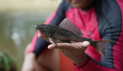 Operasi Ikan Sapu-Sapu DKI Jakarta Digelar Serentak Jumat Pagi, Ini 5 Lokasinya