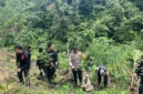 Petugas kepolisian berdiri di ladang ganja seluas 20 hektare dengan barang bukti ratusan kilogram ganja hasil penggerebekan di Empat Lawang Sumatera Selatan. (Posnews/Ist)