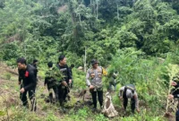 Petugas kepolisian berdiri di ladang ganja seluas 20 hektare dengan barang bukti ratusan kilogram ganja hasil penggerebekan di Empat Lawang Sumatera Selatan. (Posnews/Ist)