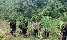 Ladang Ganja 20 Hektare di Empat Lawang Dibongkar, 220 Kg Ganja Disita Polisi