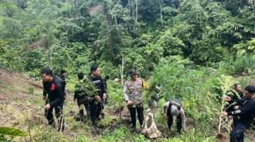 Petugas kepolisian berdiri di ladang ganja seluas 20 hektare dengan barang bukti ratusan kilogram ganja hasil penggerebekan di Empat Lawang Sumatera Selatan. (Posnews/Ist)