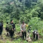 Petugas kepolisian berdiri di ladang ganja seluas 20 hektare dengan barang bukti ratusan kilogram ganja hasil penggerebekan di Empat Lawang Sumatera Selatan. (Posnews/Ist)