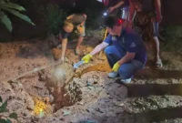 Polisi melakukan olah TKP penemuan jasad korban mutilasi di kebun wilayah Lahat Sumatera Selatan. (Posnews/Ist)