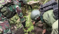 Aparat menemukan ladang ganja di Pegunungan Bintang Papua. (Posnews/Ist)