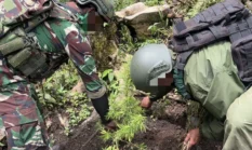 Ladang Ganja di Pegunungan Bintang, Satgas TNI-Polri Sita 226 Batang – 2 Orang Dibekuk