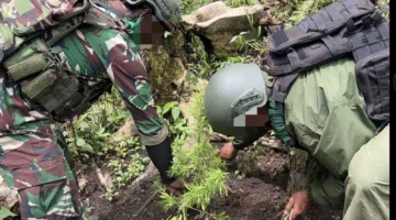 Aparat menemukan ladang ganja di Pegunungan Bintang Papua. (Posnews/Ist)