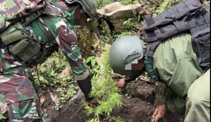 Ladang Ganja di Pegunungan Bintang, Satgas TNI-Polri Sita 226 Batang – 2 Orang Dibekuk
