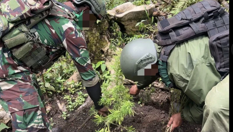 Aparat menemukan ladang ganja di Pegunungan Bintang Papua. (Posnews/Ist)