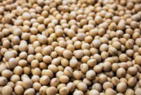 Piring yang kian kosong di lahan subur. Petani kedelai di Midwest Amerika Serikat menghadapi krisis eksistensial akibat lonjakan biaya pupuk pasca-perang Iran dan sisa luka perang dagang yang melumpuhkan ekspor ke Tiongkok tahun 2026. Dok: Istimewa.