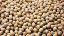 Piring yang kian kosong di lahan subur. Petani kedelai di Midwest Amerika Serikat menghadapi krisis eksistensial akibat lonjakan biaya pupuk pasca-perang Iran dan sisa luka perang dagang yang melumpuhkan ekspor ke Tiongkok tahun 2026. Dok: Istimewa.