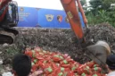 Aparat gabungan memusnahkan ribuan kilogram bawang impor ilegal asal Malaysia hasil sitaan penyelundupan di Kalimantan Barat. (Posnews/Ist)