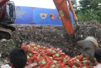 Aparat gabungan memusnahkan ribuan kilogram bawang impor ilegal asal Malaysia hasil sitaan penyelundupan di Kalimantan Barat. (Posnews/Ist)